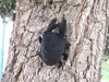 Japanese Giant Stag Beetle “Kuwagata” Plush Magnetic