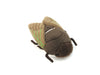 Brown Cicada Plush Magnetic